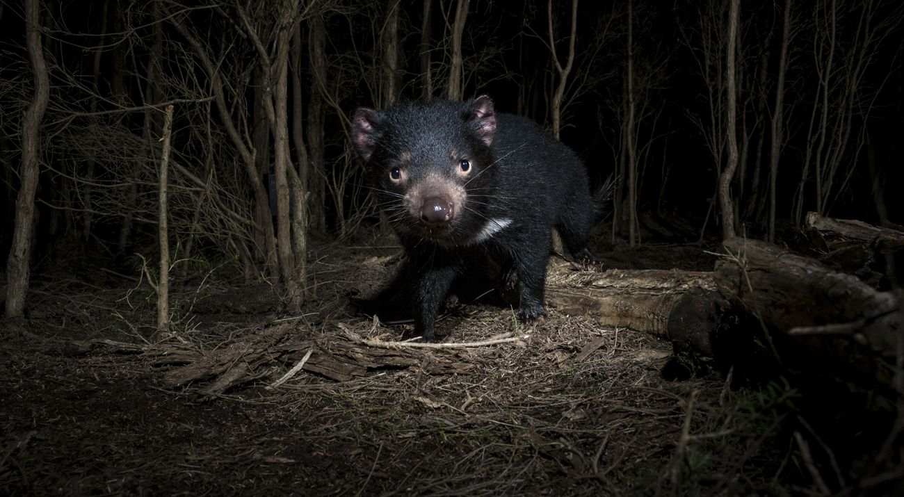 tree rat
