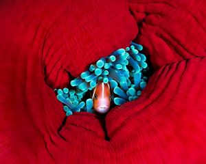 shelters in the tentacles of a closed up reef anemone