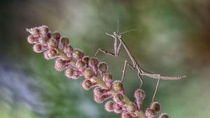 Mantis on flower