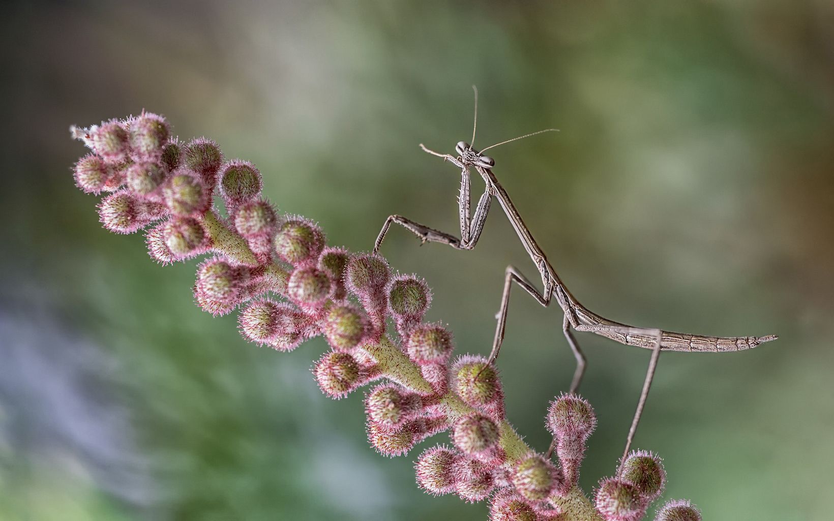 Mantis on grevillea flower bud