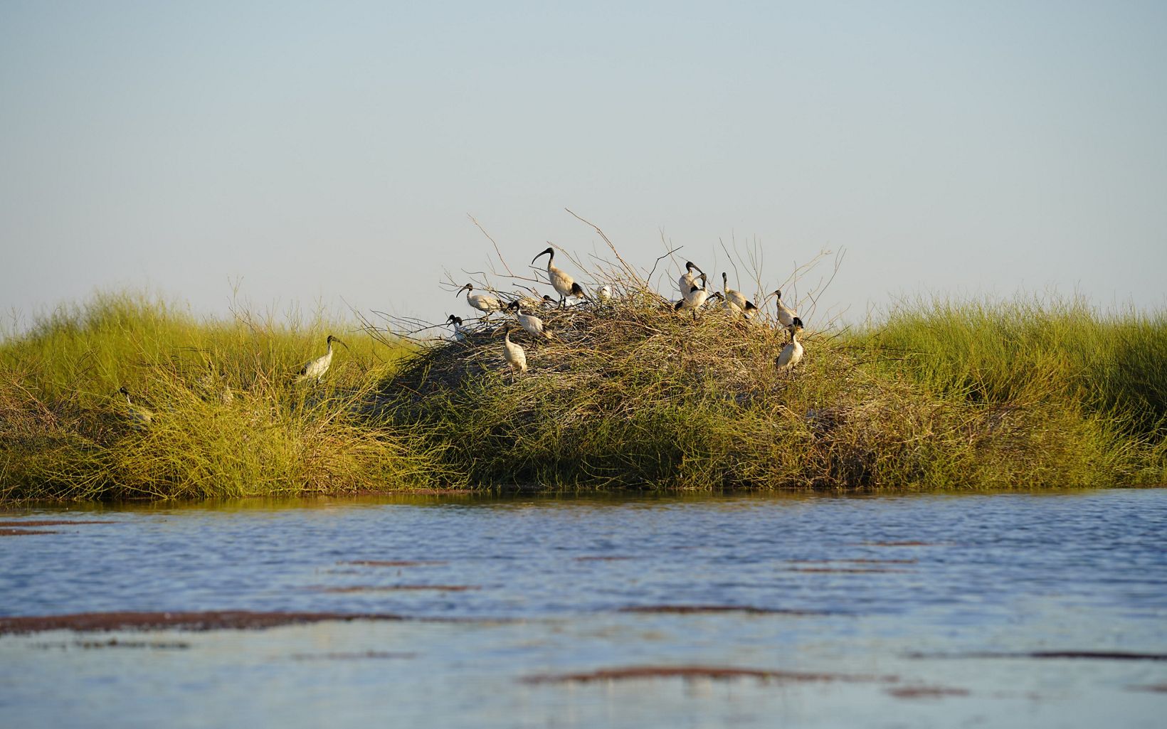 nesting colony at Gayini