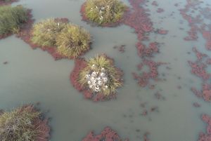 Aerial view of bird nests in a marsh.