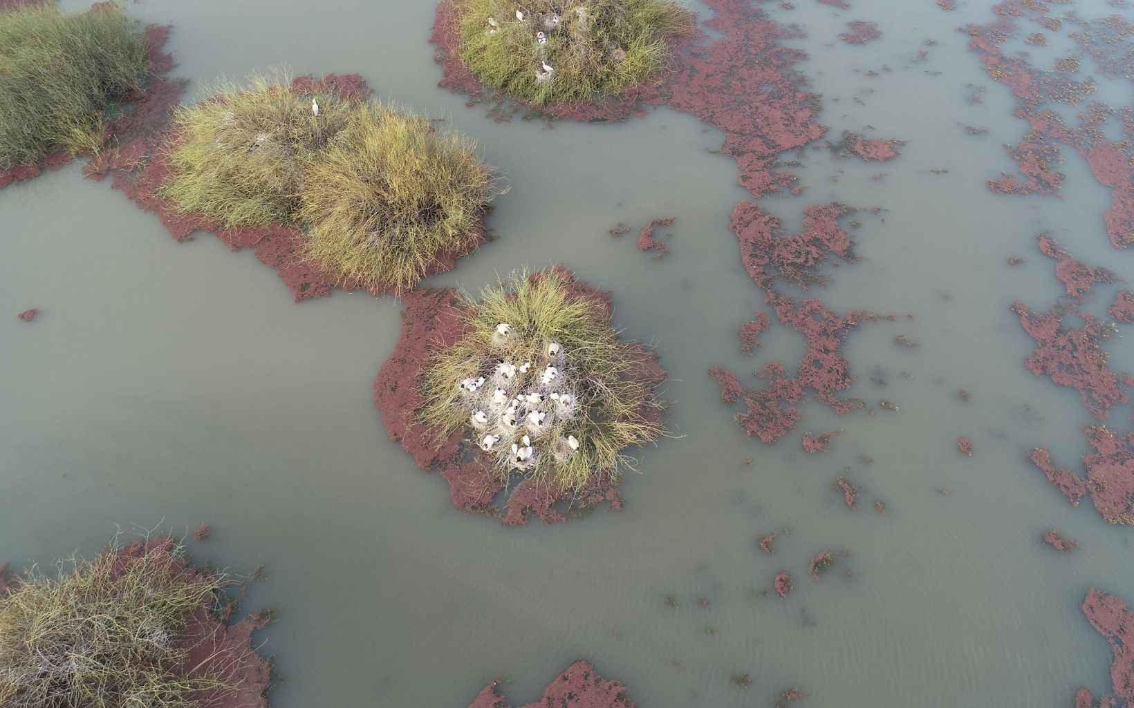 Australian White Ibis breeding colonies at Gayini from above © Vince Bucello/Midstate Video Productions