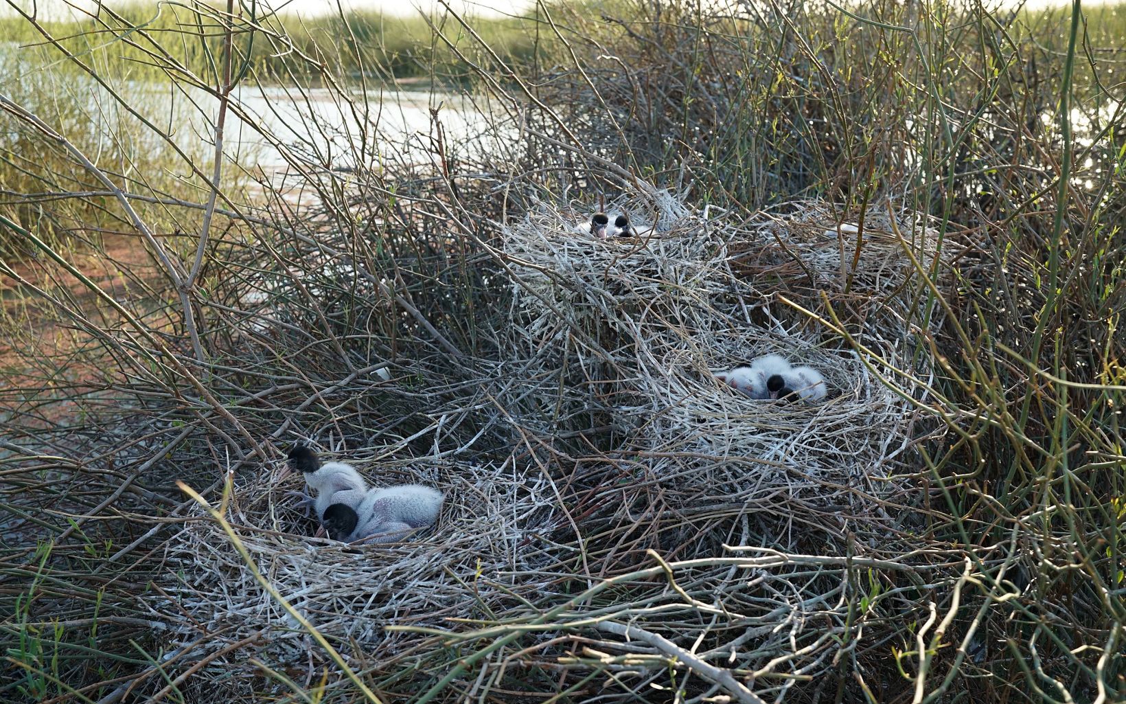 chicks in their nests at Gayini