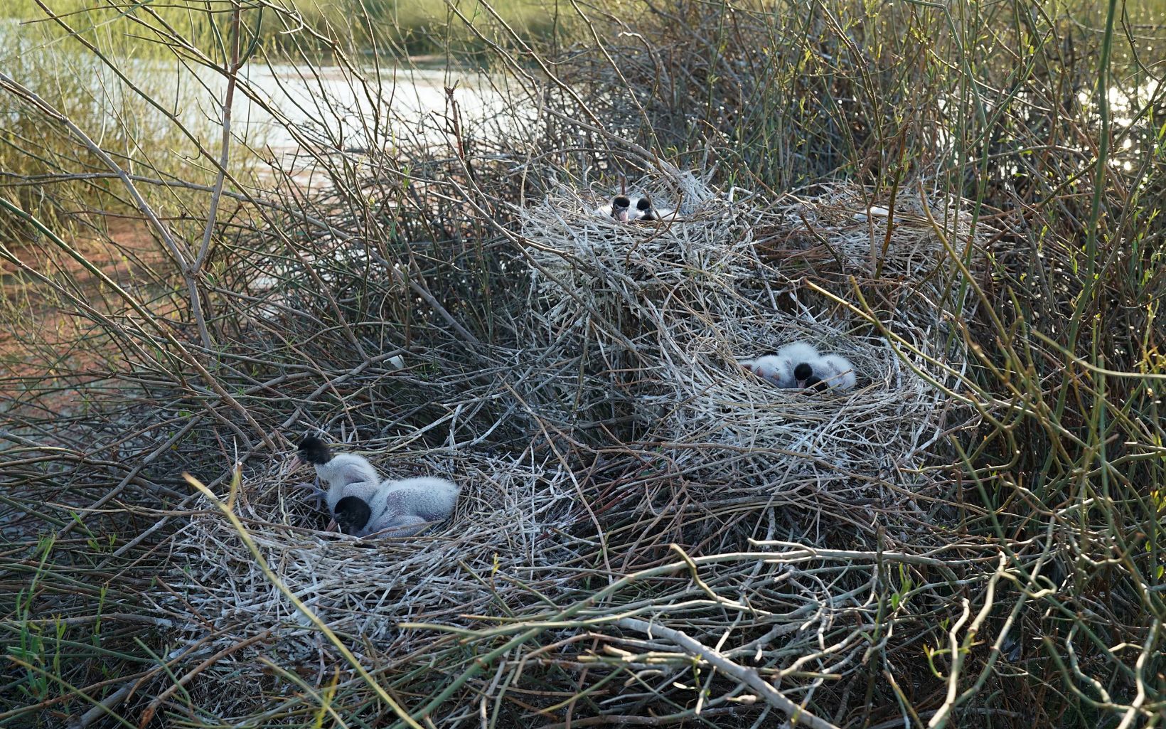 Australian White Ibis chicks in their nests at Gayini © Vince Bucello/Midstate Video Production