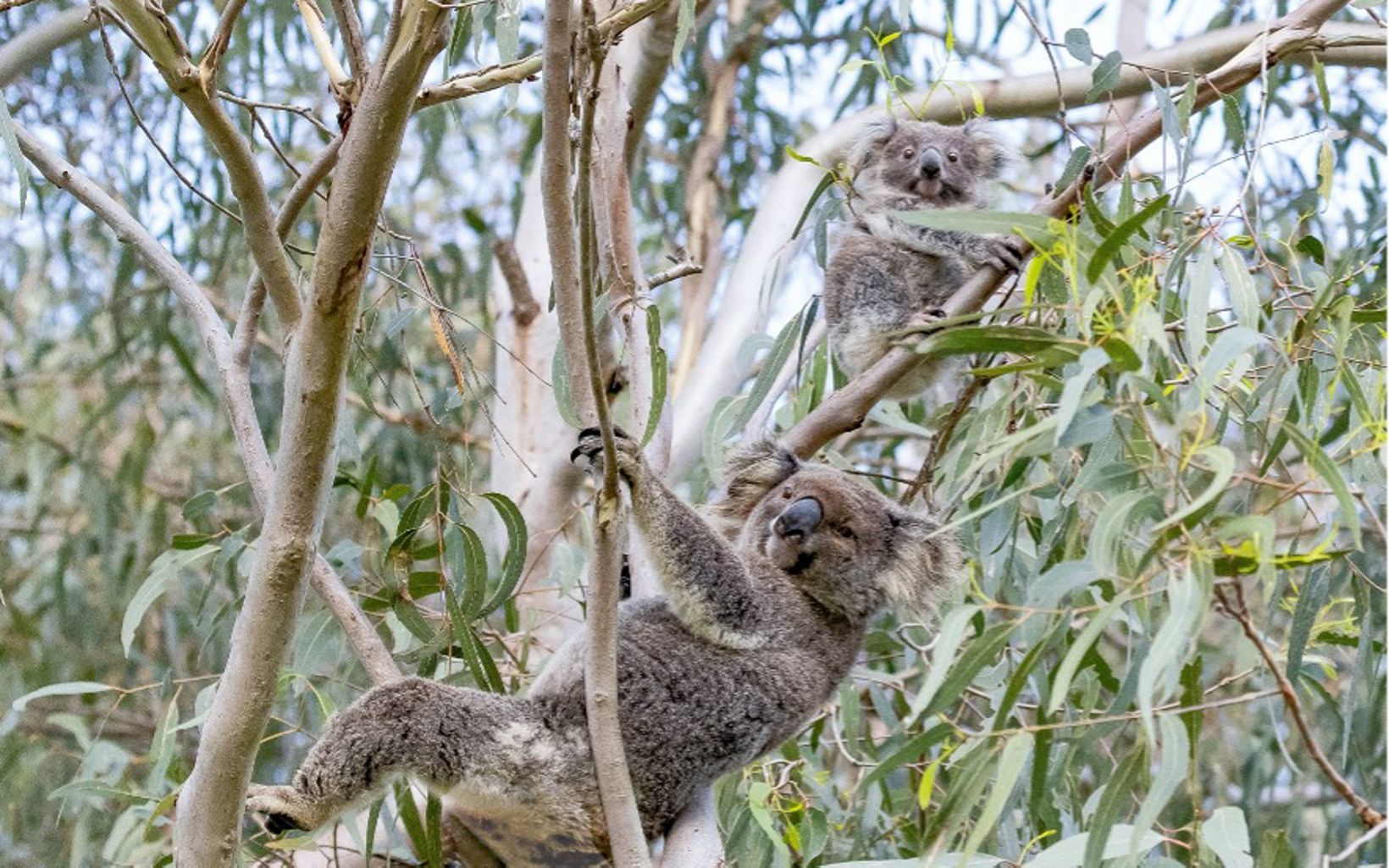 A Koala and Joey up a local Eucalyptus Tree in Girards Hill