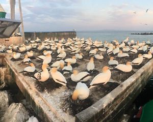 Australasian Gannets at Port Phillip Bay