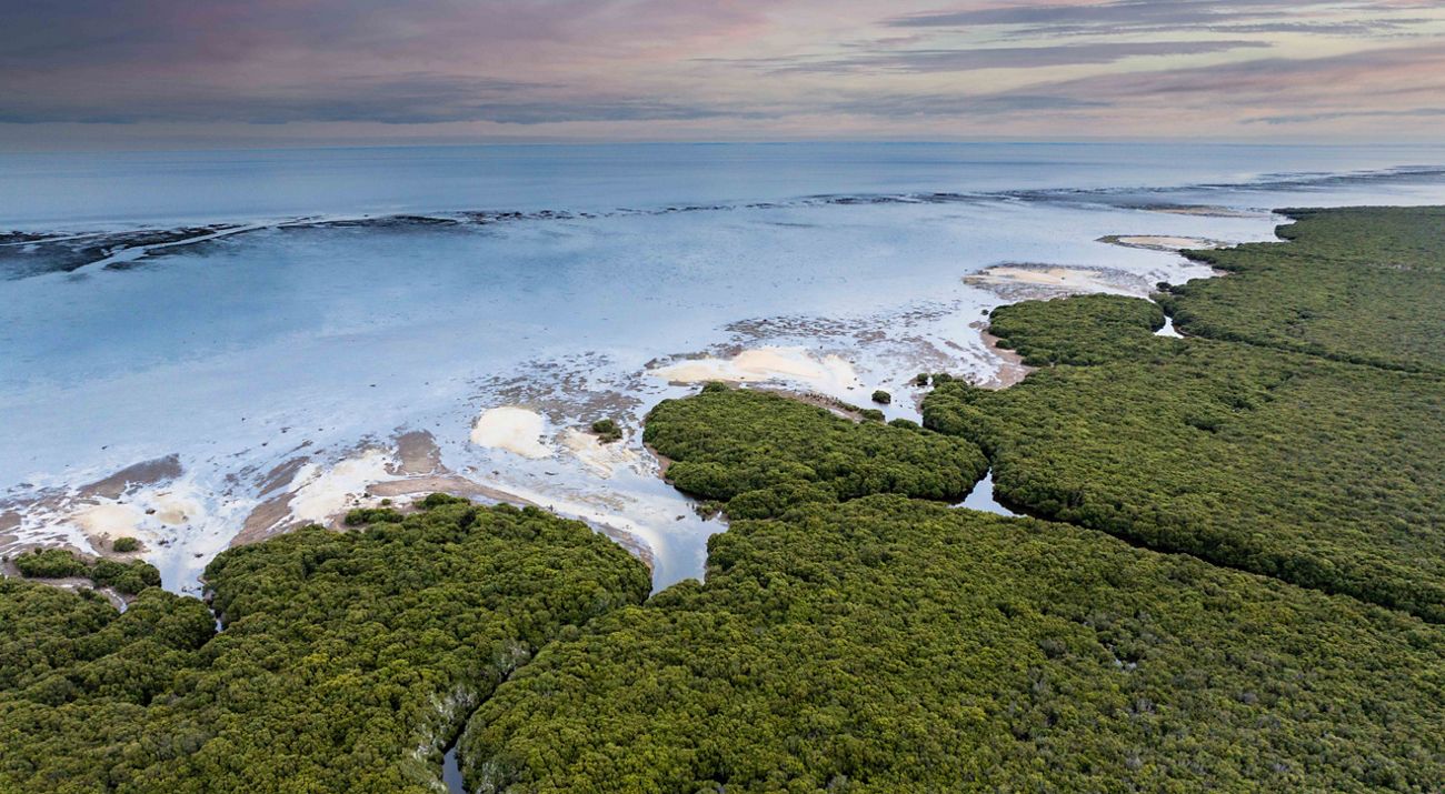 Aerial image of a beach with some plant cover.