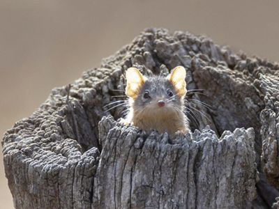 Found on the eastern coast of Australia along the Great Dividing Range
