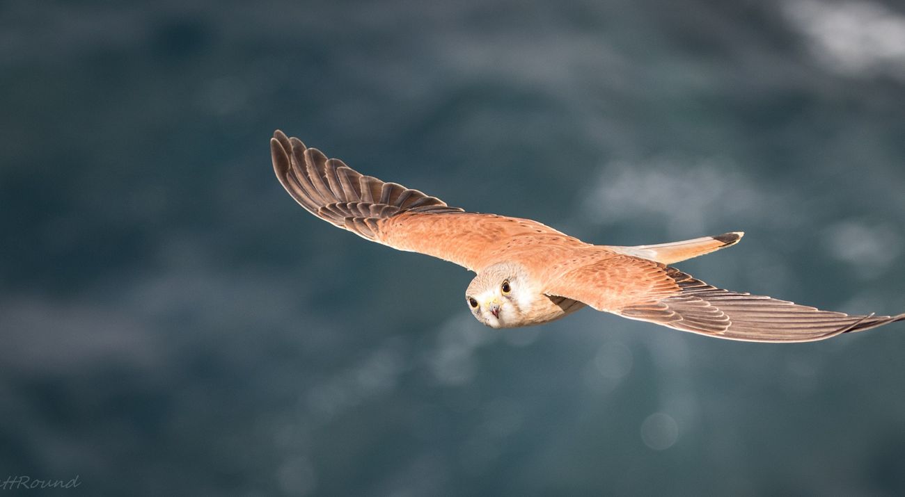 Australasian Nankeen Kestral