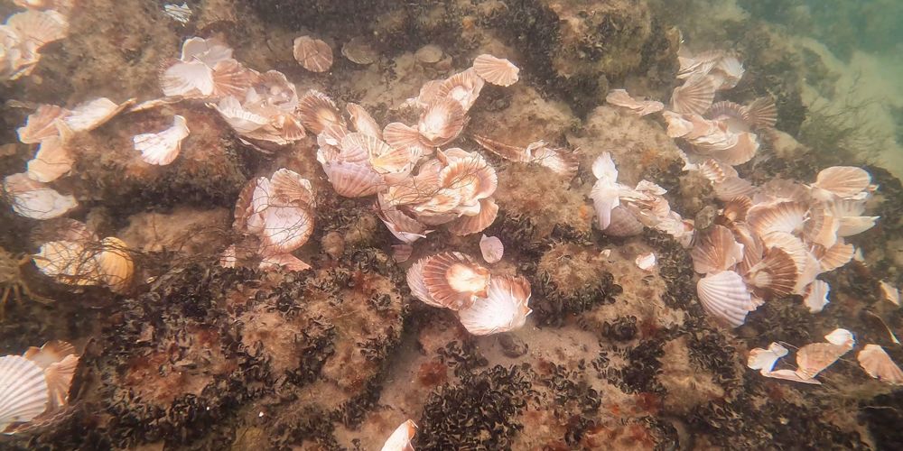Water covers a collection of oyster shells.