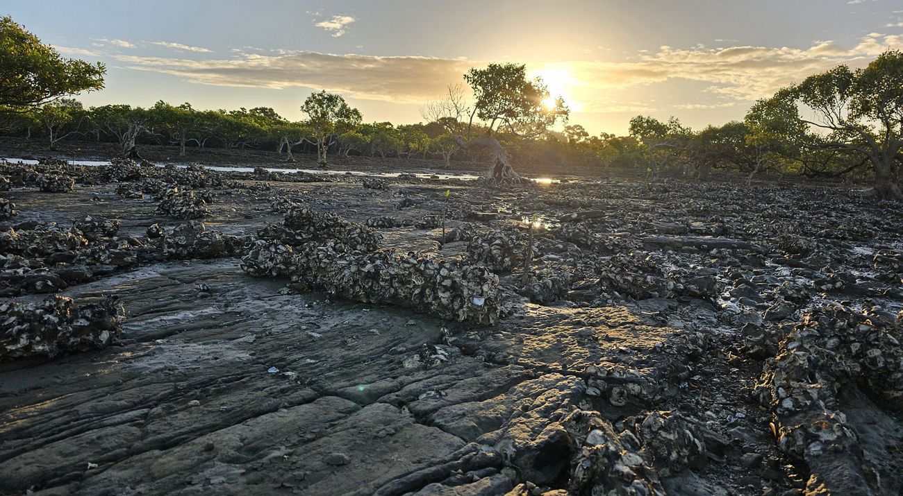 The sun rising over a reef made of thousands of oyster shells