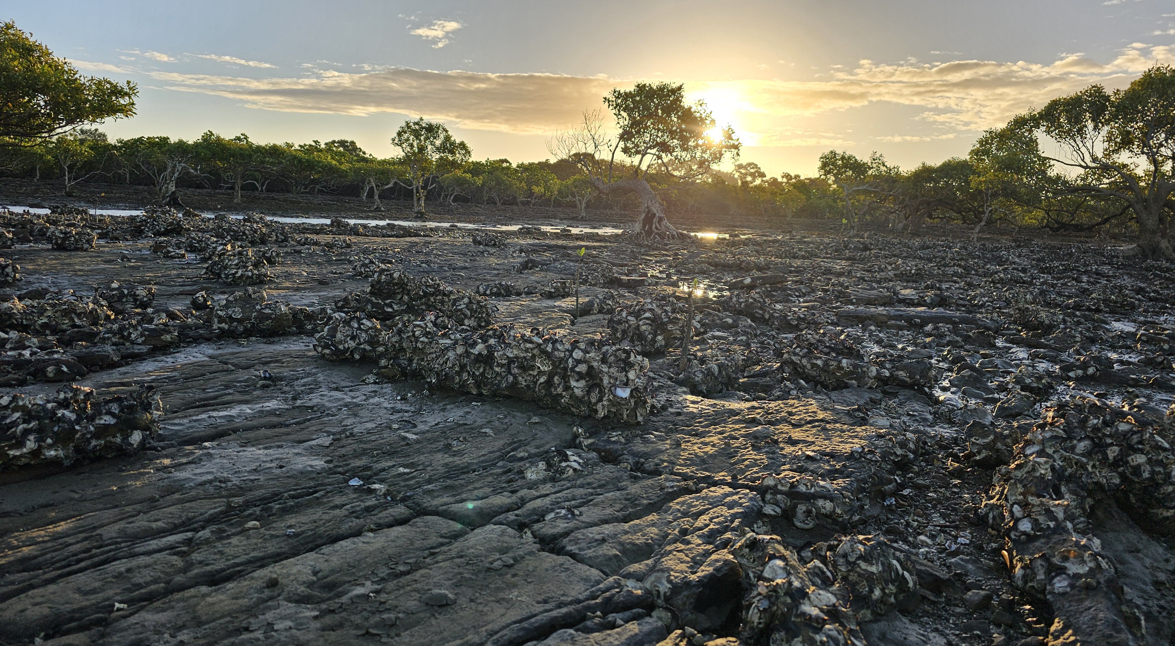 The Great Sandy Strait Shellfish Reef Restoration Project