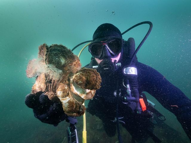 A diver holds a cluster of Australian flat oysters toward the camera, underwater.