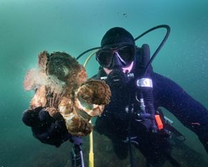An underwater photo features a diver shows off some oysters growing on a reef.