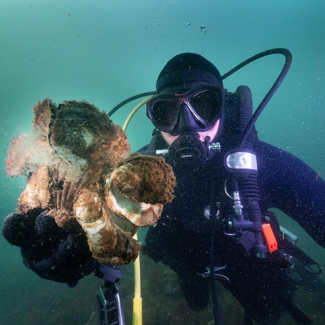 The Nature Conservancy's Simon Branigan shows off some Australian Flat Oysters growing at Margaret's Reef, Port Phillip Bay, Victoria