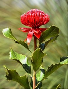 Native plants deals in australia