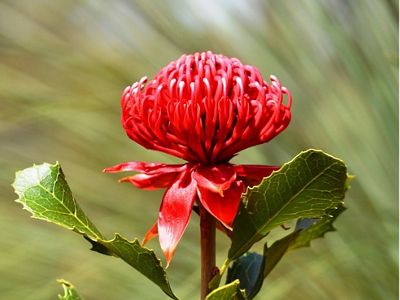 The Australian native Waratah (Telopea speciosissima) can grow as tall as 3-4 metres high and is the NSW State floral emblem.