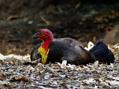 is a Megapode (mound nesting birds like Malleefowl)