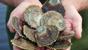 also known as Mud Oysters are native to Australia's southern shores
