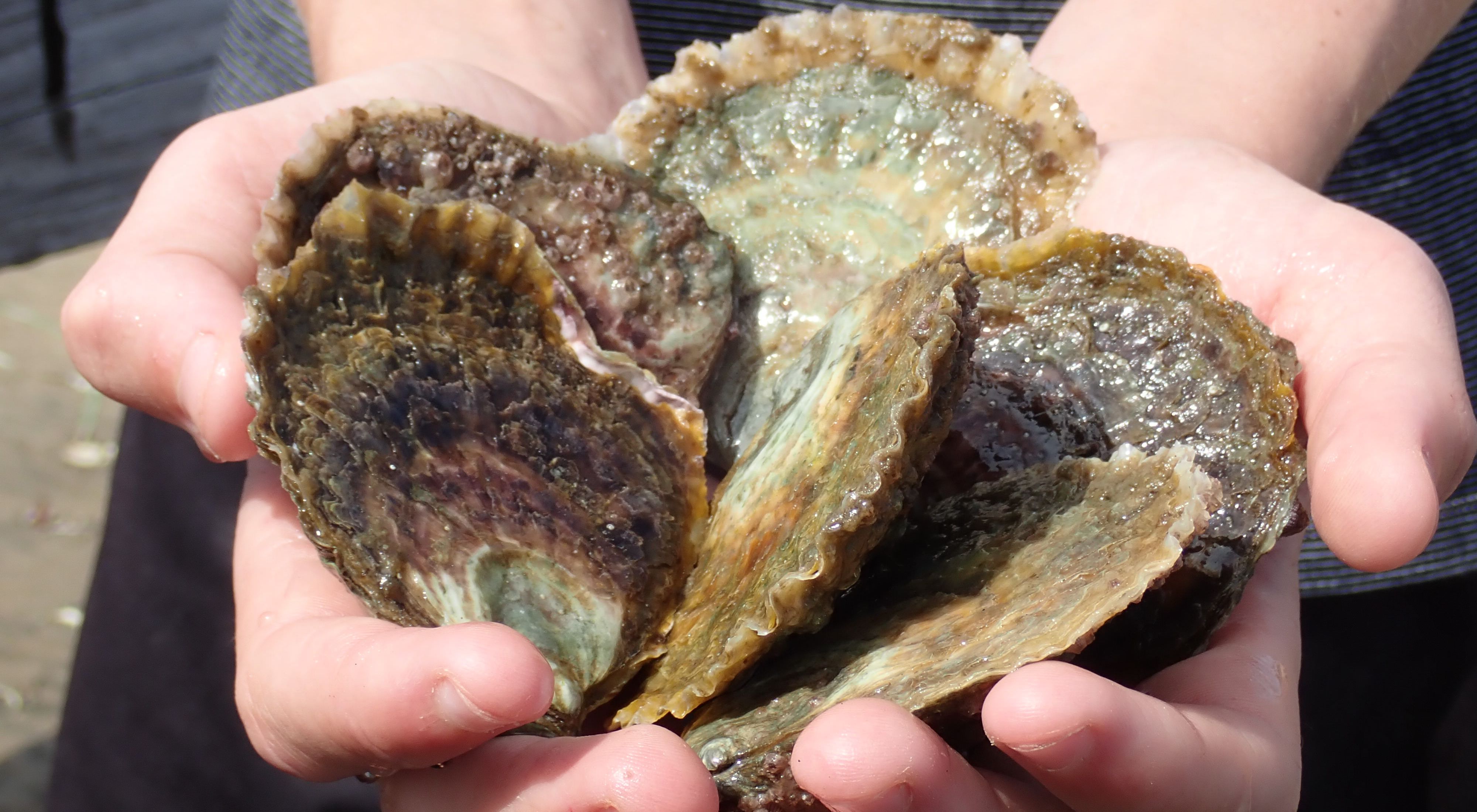 also known as Mud Oysters are native to Australia's southern shores
