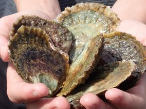 NativeAustralian Flat Oysters also known as Mud Oysters