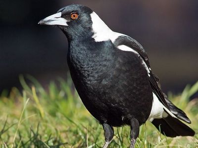 (Cracticus tibicen hypoleuca), male, Queen's Domain, Hobart, Tasmania, Australia