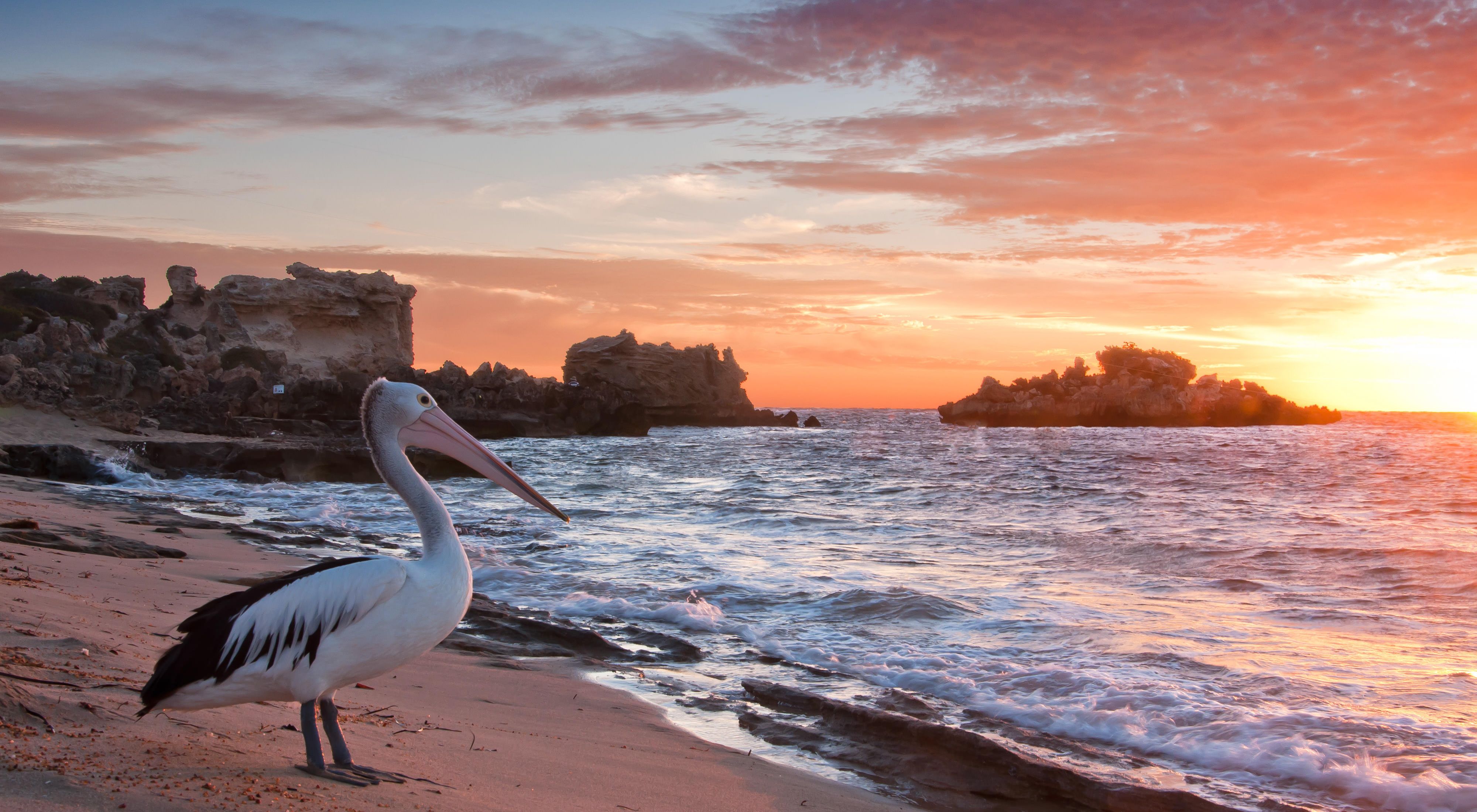 pelican on a beach at sunset