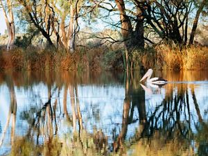 A white pelican in a wetland surrounded by trees
