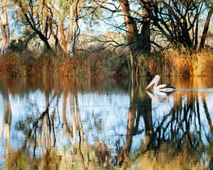 A white pelican in a wetland surrounded by trees