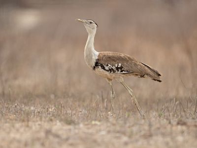 One of Australia's largest birds standing about 1 metre tall