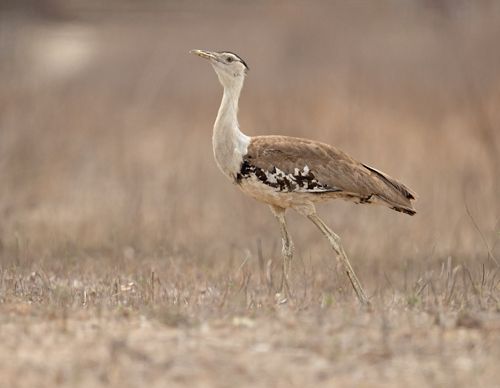 Australian Bustard by JJ Harrison, Wikimedia Commons