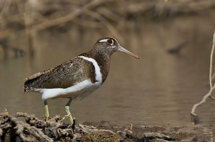 A side profile image of an Australian Painted-Snipe standing on a river bank.