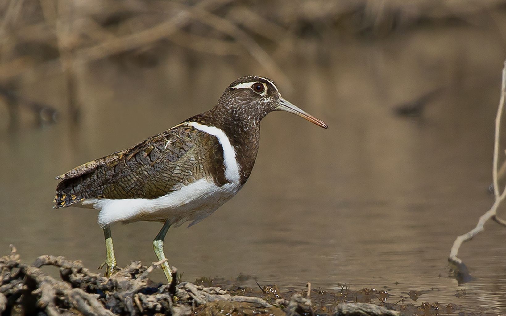 Australian Painted-snipe an endangered species © Patrick Kavanagh/Wikimedia Commons