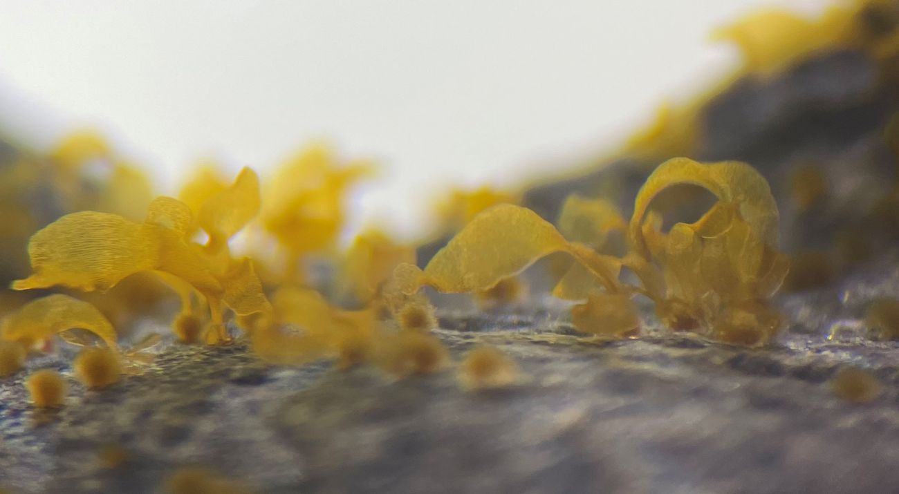 Close up of baby Golden kelp growing on gravel in a lab