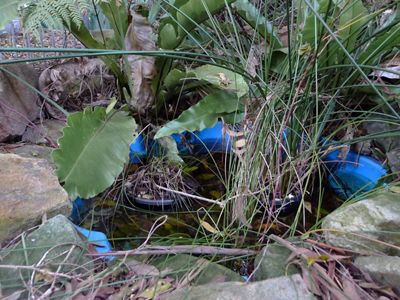 made from a discarded child's wading pool. Sand and pebbles on the bottom with sedge plants in pots.