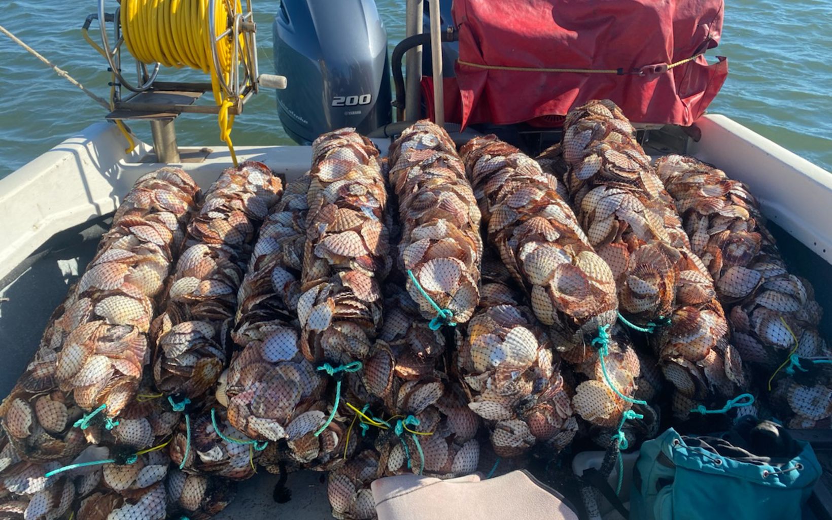 SHELLS READY FOR DEPLOYMENT on their way to a reef restoration site. © Johno Rudge