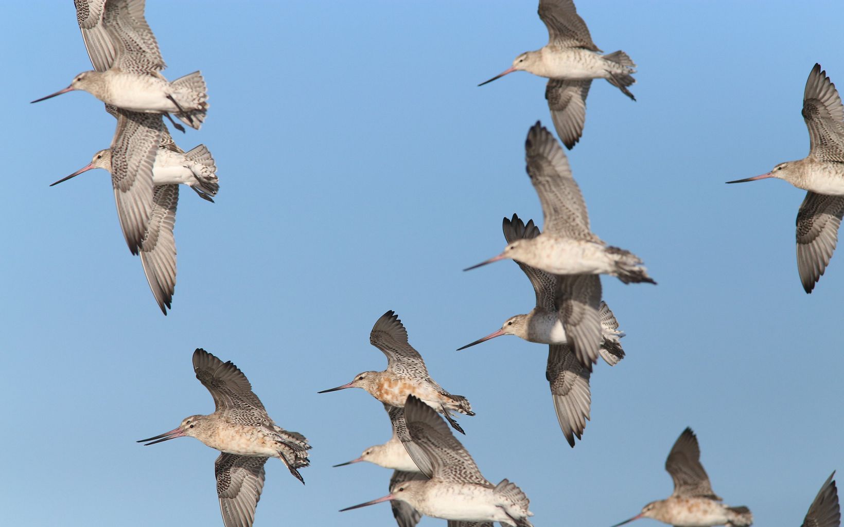 Bar-tailed Godwits flying over Gulf St Vincent © Chris Purnell/Birdlife Australia 
