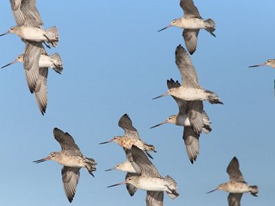 a group of bar-tailed godwits flying together against a light blue sky