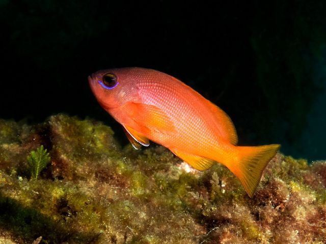 These fishes form large schools on sheltered coastal reefs, above rocky reefs, outcrops and drop offs.