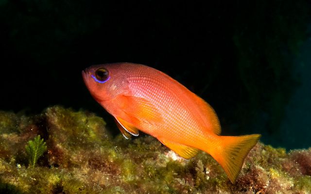 These fishes form large schools on sheltered coastal reefs, above rocky reefs, outcrops and drop offs.