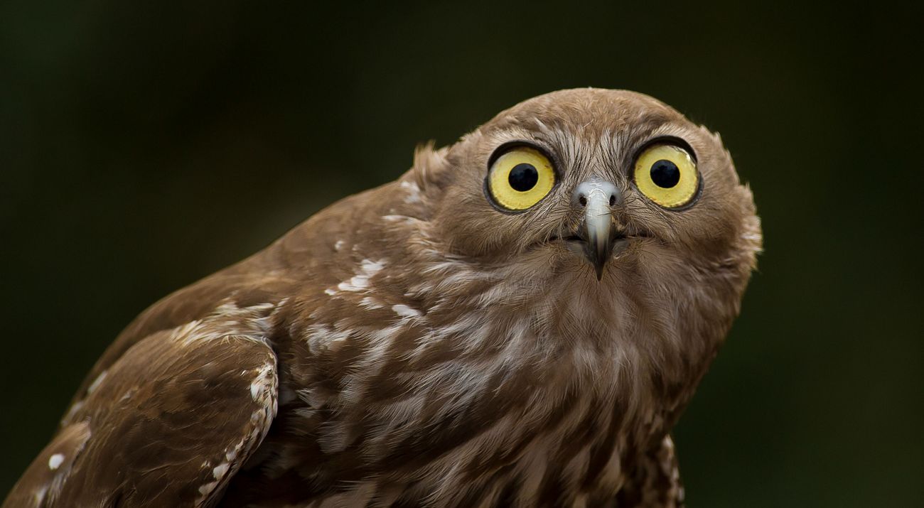 brown owl with yellow eyes