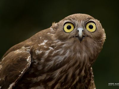 These birds benefit from our work in northern Australia including at Fish River Station.