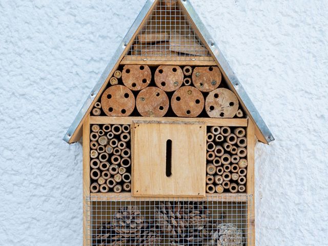 provides a home for native bees
