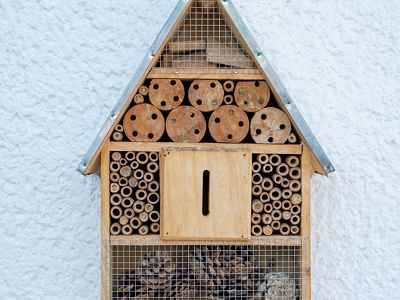 provides a home for native bees
