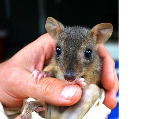 also named Brush-tailed Bettong is an endangered, rabbit-sized marsupial, only found in Australia