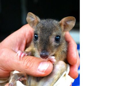 also named Brush-tailed Bettong is an endangered, rabbit-sized marsupial, only found in Australia