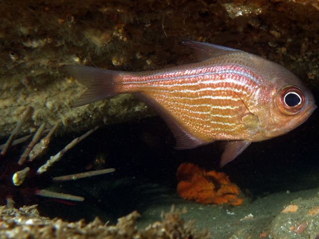 A silvery-brown bullseye with brown markings along scales giving a striped appearance, and dusky fins.