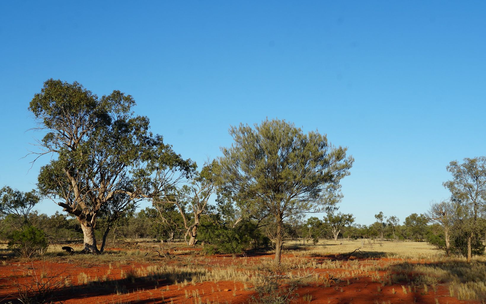 Bimbil Box Mulga Woodland © Michael Pennay/NSWP