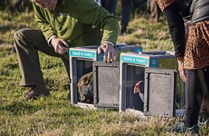 A man kneeling to open the transport container to release the takahē.